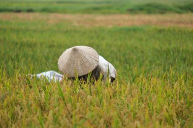 Orada alan Vietnam çiftçi havesting pirinç.