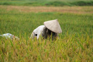 Orada alan Vietnam çiftçi havesting pirinç.