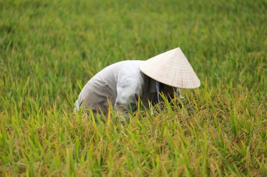 Orada alan Vietnam çiftçi havesting pirinç.