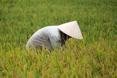 Orada alan Vietnam çiftçi havesting pirinç.