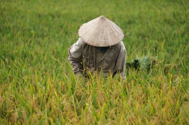 Orada alan Vietnam çiftçi havesting pirinç.
