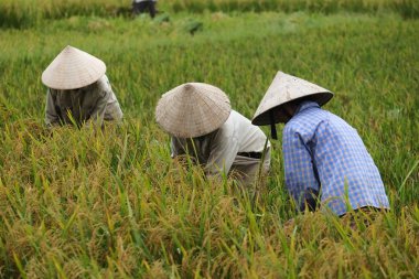Orada alan Vietnam çiftçi havesting pirinç.