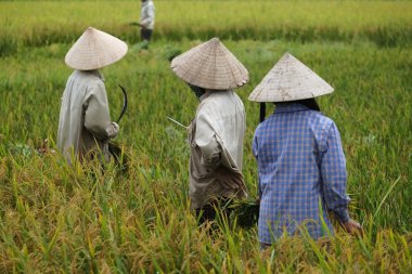 Orada alan Vietnam çiftçi havesting pirinç.