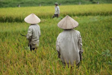 Orada alan Vietnam çiftçi havesting pirinç.