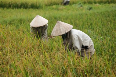 Orada alan Vietnam çiftçi havesting pirinç.