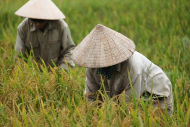 Orada alan Vietnam çiftçi havesting pirinç.