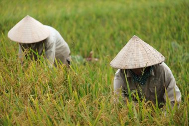 Orada alan Vietnam çiftçi havesting pirinç.