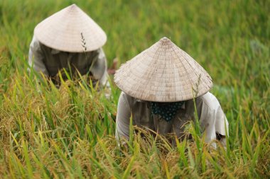 Orada alan Vietnam çiftçi havesting pirinç.