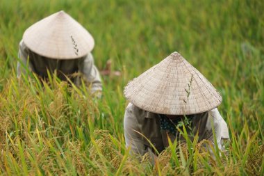 Orada alan Vietnam çiftçi havesting pirinç.