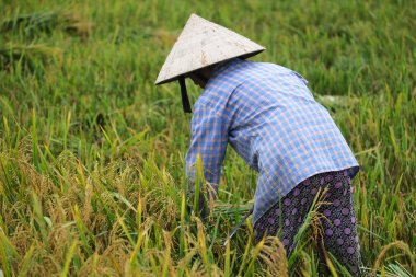 Orada alan Vietnam çiftçi havesting pirinç.