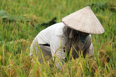 Orada alan Vietnam çiftçi havesting pirinç.
