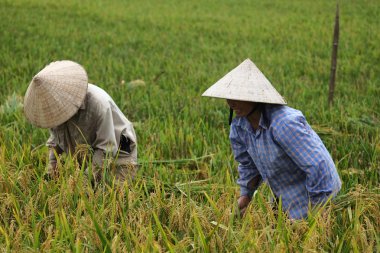 Orada alan Vietnam çiftçi havesting pirinç.