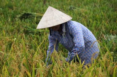 Orada alan Vietnam çiftçi havesting pirinç.