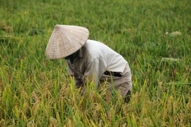 Orada alan Vietnam çiftçi havesting pirinç.