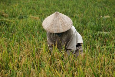 Orada alan Vietnam çiftçi havesting pirinç.