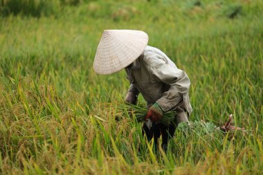 Orada alan Vietnam çiftçi havesting pirinç.