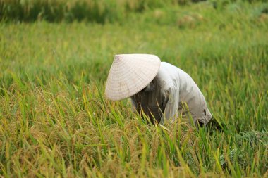 Orada alan Vietnam çiftçi havesting pirinç.