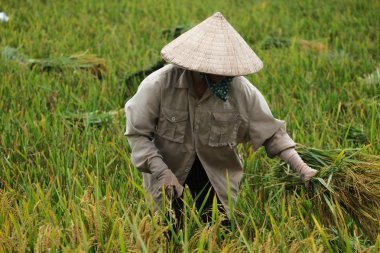 Orada alan Vietnam çiftçi havesting pirinç.