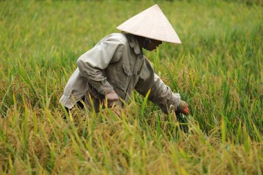 Orada alan Vietnam çiftçi havesting pirinç.