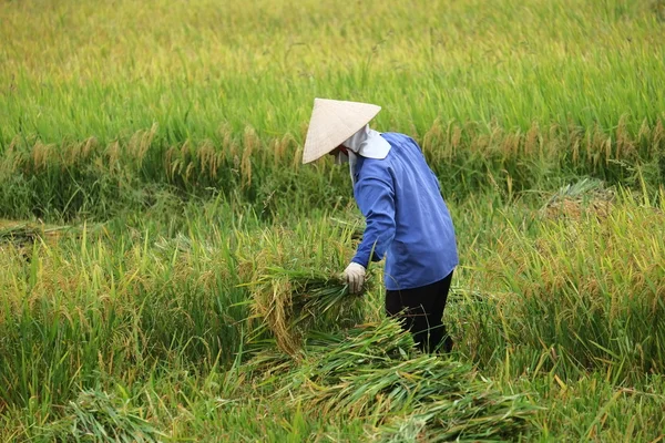 Vietnam agricoltore havesting riso su là campo . — Foto Stock