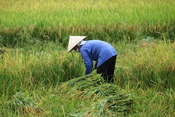 Campesino de Vietnam tiene arroz en el campo . — Foto de Stock