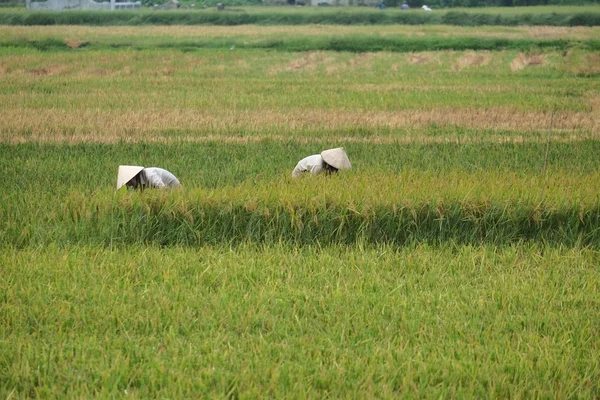 ベトナム農民収穫米がフィールドに. — ストック写真