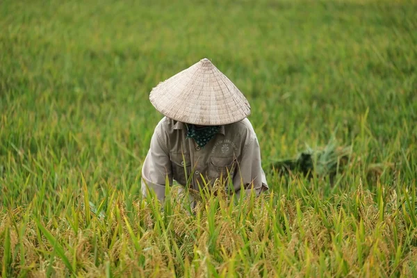 Orada alan Vietnam çiftçi havesting pirinç.