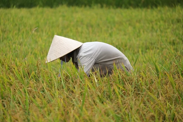 Campesino de Vietnam tiene arroz en el campo . — Foto de Stock