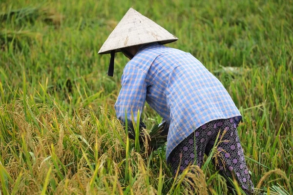 Orada alan Vietnam çiftçi havesting pirinç.