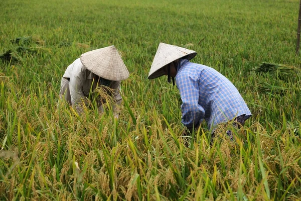 Campesino de Vietnam tiene arroz en el campo . — Foto de Stock