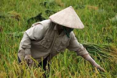 Orada alan Vietnam çiftçi havesting pirinç.