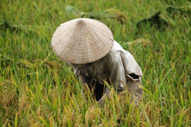 Orada alan Vietnam çiftçi havesting pirinç.