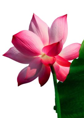 Beautyful lotus çiçeği