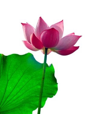 Beautyful lotus çiçeği