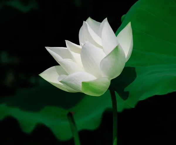 Wunderschöne Lotusblume — Stockfoto