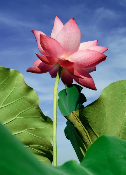 Flor de lótus linda — Fotografia de Stock