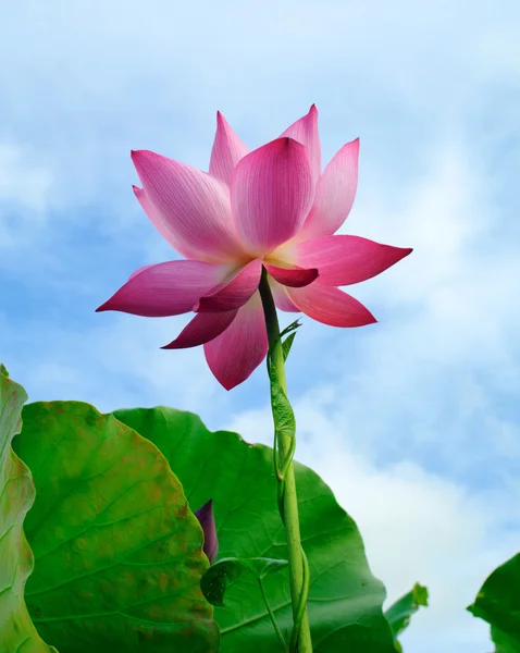 Hermosa flor de loto —  Fotos de Stock