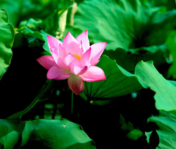 Frumoasa floare de lotus — Fotografie, imagine de stoc