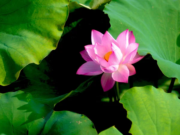 Frumoasa floare de lotus — Fotografie, imagine de stoc