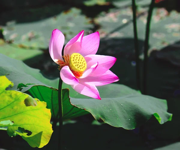 Hermosa flor de loto —  Fotos de Stock