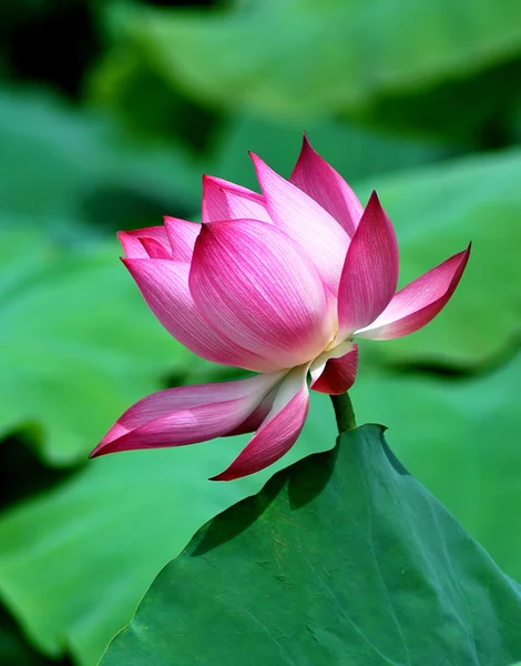 Beautyful lotus flower — Stock Photo, Image