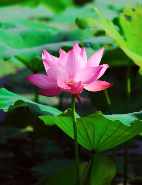 Beautyful lotus flower — Stock Photo, Image