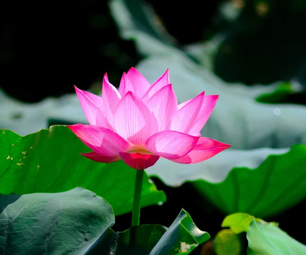 Beautyful lotus flower — Stock Photo, Image