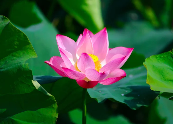 Frumoasa floare de lotus — Fotografie, imagine de stoc