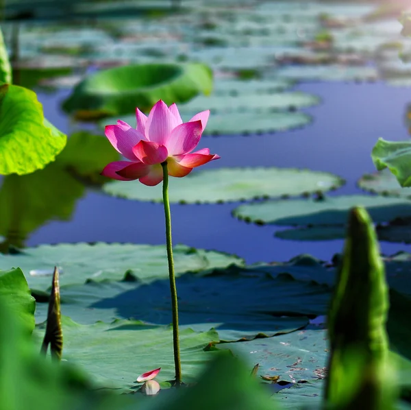 Beautyful lotus flower — Stock Photo, Image