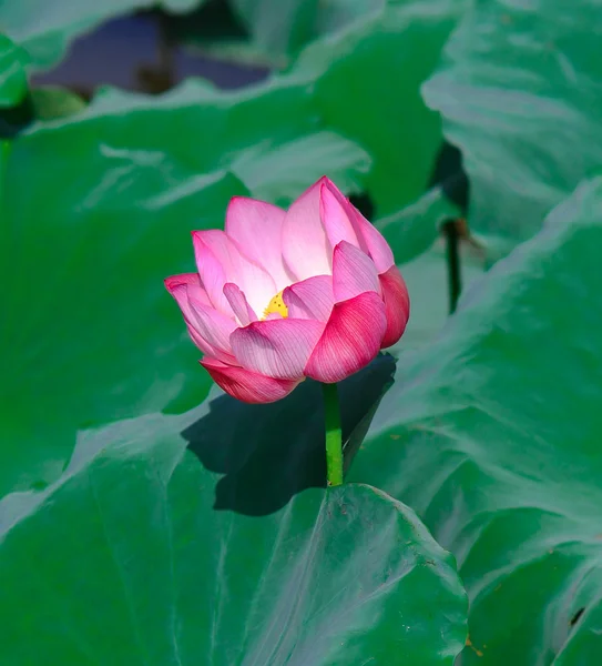 Hermosa flor de loto —  Fotos de Stock