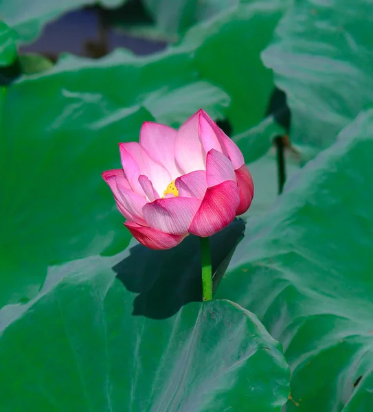 Frumoasa floare de lotus — Fotografie, imagine de stoc