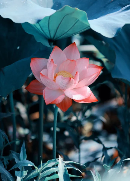 Fiore di loto bello Foto Stock Royalty Free