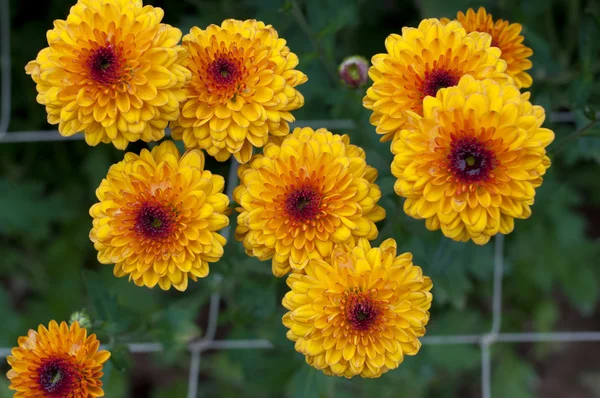 Beautiful chrysanthemum. — Stock Photo, Image