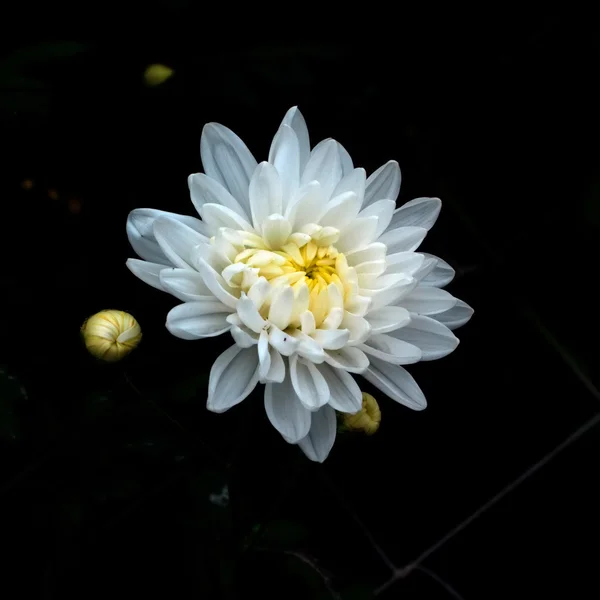 美丽的菊花. 图库图片